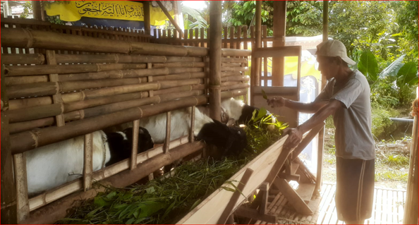 Homepage Slider - Penggemukan Kambing